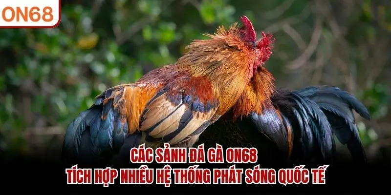 Các sảnh Đá Gà ON68 tích hợp nhiều hệ thống phát sóng quốc tế