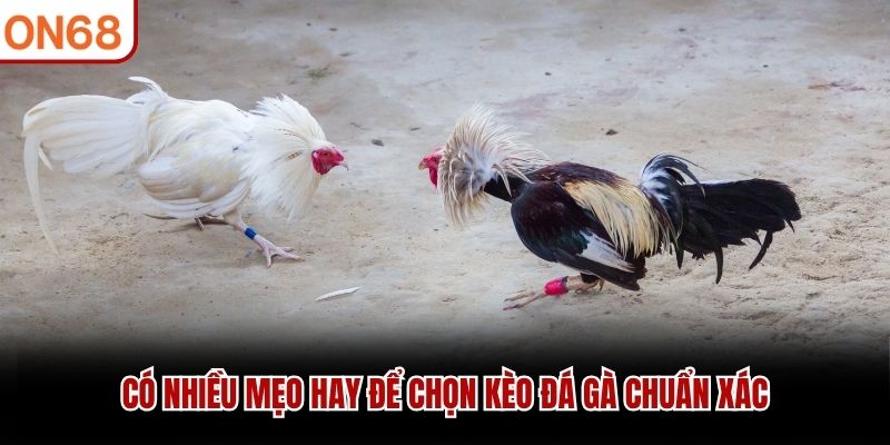Có nhiều mẹo hay để chọn kèo đá gà chuẩn xác