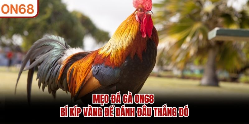 Mẹo đá gà ON68